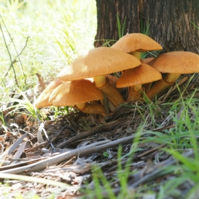 Gymnopilus junonius (Spectauclar Rustgill) at Latham, ACT - 10 May 2020 by Caric