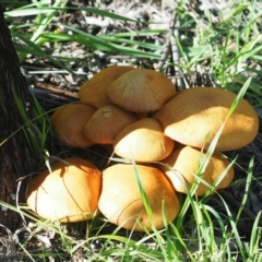 Gymnopilus junonius at Latham, ACT - 10 May 2020