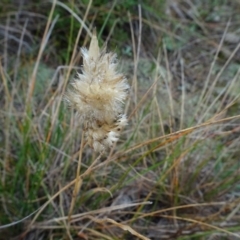 Rytidosperma carphoides (Short Wallaby Grass) at Mulanggari Grasslands - 1 Aug 2020 by AndyRussell