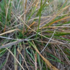 Rytidosperma carphoides at Franklin, ACT - 1 Aug 2020