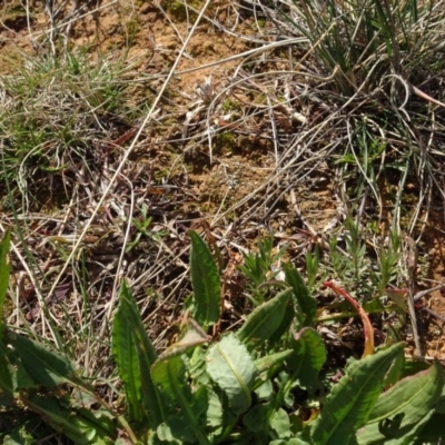 Rumex brownii (Slender Dock) at Mulanggari Grasslands - 1 Aug 2020 by AndyRussell