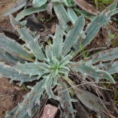 Plantago varia (Native Plaintain) at Mulanggari Grasslands - 1 Aug 2020 by AndyRussell