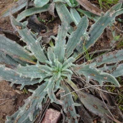 Plantago varia (Native Plaintain) at Franklin, ACT - 1 Aug 2020 by AndyRussell