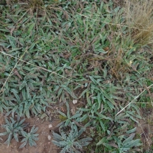 Plantago varia at Franklin, ACT - 1 Aug 2020