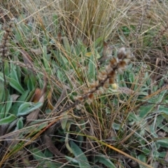 Plantago varia at Franklin, ACT - 1 Aug 2020