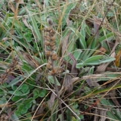 Plantago varia at Franklin, ACT - 1 Aug 2020