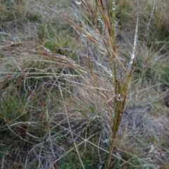Austrostipa bigeniculata (Kneed Speargrass) at Mulanggari Grasslands - 1 Aug 2020 by AndyRussell