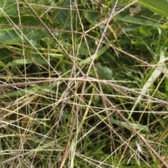 Chloris truncata (Windmill Grass) at Holt, ACT - 4 May 2020 by rbtjwht
