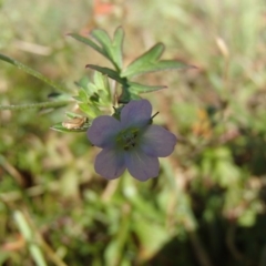 Geranium sp. Pleated sepals (D.E.Albrecht 4707) Vic. Herbarium at Evatt, ACT - 2 Jun 2020 by rbtjwht