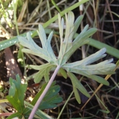 Geranium sp. Pleated sepals (D.E.Albrecht 4707) Vic. Herbarium at Evatt, ACT - 2 Jun 2020