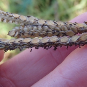 Paspalum dilatatum at Evatt, ACT - 2 Jun 2020