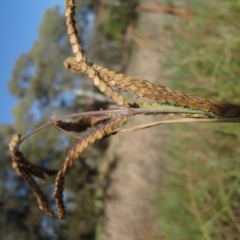 Paspalum dilatatum at Evatt, ACT - 2 Jun 2020