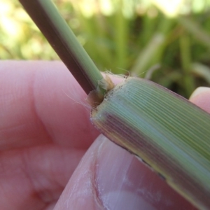 Paspalum dilatatum at Evatt, ACT - 2 Jun 2020