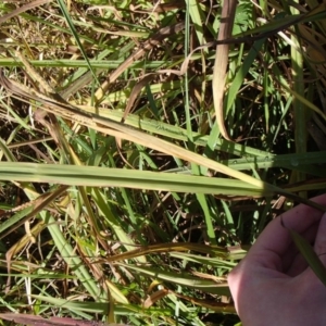 Paspalum dilatatum at Evatt, ACT - 2 Jun 2020