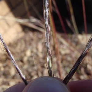 Bothriochloa macra at Holt, ACT - 8 Jun 2020 12:47 PM