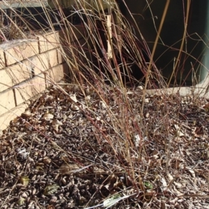 Bothriochloa macra at Holt, ACT - 8 Jun 2020 12:47 PM