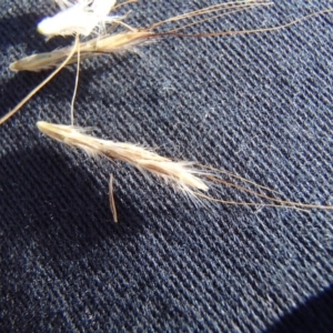 Bothriochloa macra at Holt, ACT - 8 Jun 2020 12:47 PM