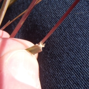 Bothriochloa macra at Holt, ACT - 8 Jun 2020 12:47 PM