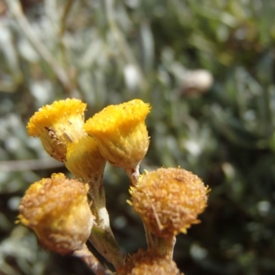 Chrysocephalum apiculatum (Common Everlasting) at Melba, ACT - 26 Jun 2020 by rbtjwht