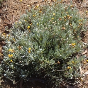 Chrysocephalum apiculatum at Melba, ACT - 26 Jun 2020