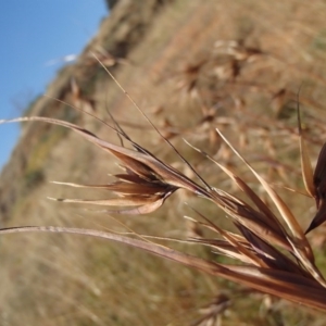 Themeda triandra at Melba, ACT - 26 Jun 2020 11:09 AM