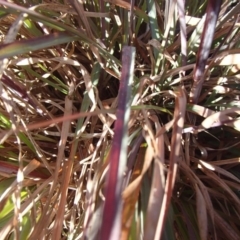 Themeda triandra at Melba, ACT - 26 Jun 2020 11:09 AM