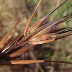 Themeda triandra at Melba, ACT - 26 Jun 2020 11:09 AM