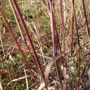 Themeda triandra at Melba, ACT - 26 Jun 2020 11:09 AM