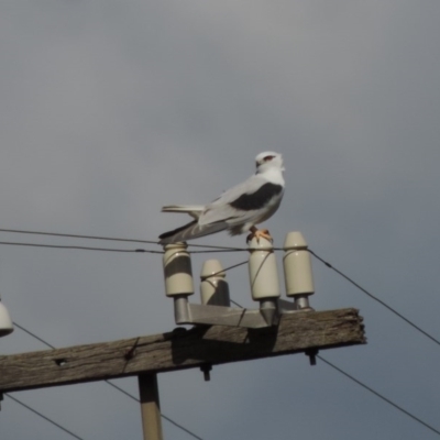 Elanus axillaris (Black-shouldered Kite) at Albury - 10 Aug 2014 by PAllen1