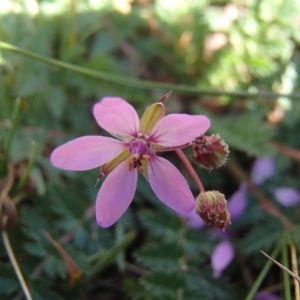 Erodium cicutarium at Melba, ACT - 26 Jun 2020 01:30 PM