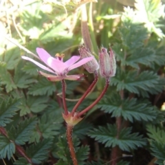 Erodium cicutarium at Melba, ACT - 26 Jun 2020 01:30 PM