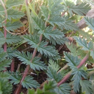 Erodium cicutarium at Melba, ACT - 26 Jun 2020 01:30 PM