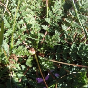 Erodium cicutarium at Melba, ACT - 26 Jun 2020 01:30 PM