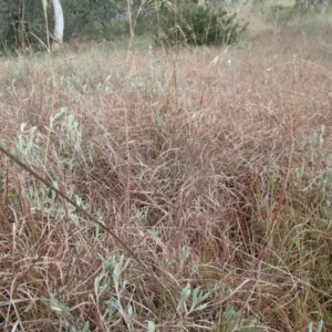 Themeda triandra at Evatt, ACT - 29 Jun 2020 10:08 AM