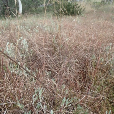 Themeda triandra (Kangaroo Grass) at Evatt, ACT - 29 Jun 2020 by rbtjwht