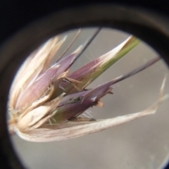 Themeda triandra at Evatt, ACT - 29 Jun 2020