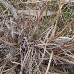 Themeda triandra at Evatt, ACT - 29 Jun 2020