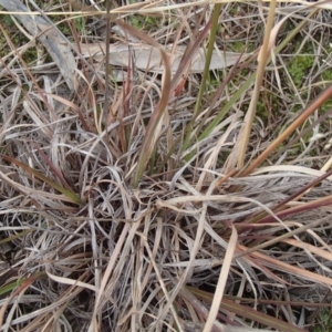 Themeda triandra at Evatt, ACT - 29 Jun 2020 10:08 AM