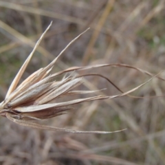 Themeda triandra at Evatt, ACT - 29 Jun 2020 10:08 AM