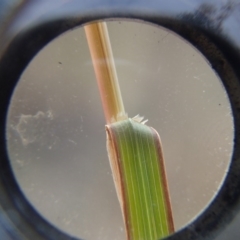 Themeda triandra at Evatt, ACT - 29 Jun 2020