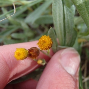 Chrysocephalum apiculatum at Evatt, ACT - 29 Jun 2020