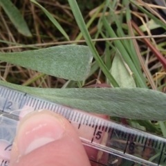 Chrysocephalum apiculatum at Evatt, ACT - 29 Jun 2020 10:22 AM