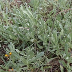 Chrysocephalum apiculatum at Evatt, ACT - 29 Jun 2020