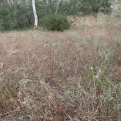 Chrysocephalum apiculatum at Evatt, ACT - 29 Jun 2020 10:22 AM