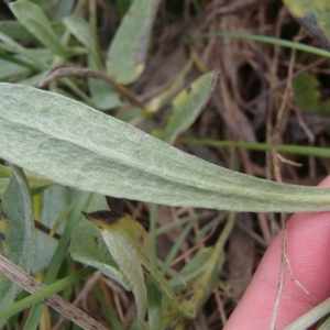 Chrysocephalum apiculatum at Evatt, ACT - 29 Jun 2020