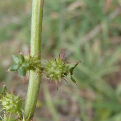 Acaena x ovina (Sheep's Burr) at Evatt, ACT - 29 Jun 2020 by rbtjwht