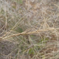 Austrostipa scabra (Corkscrew Grass, Slender Speargrass) at Melba, ACT - 30 Jun 2020 by rbtjwht