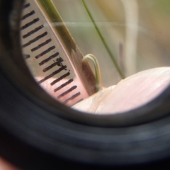 Austrostipa scabra at Melba, ACT - 30 Jun 2020