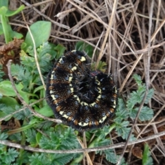 Apina callisto (Pasture Day Moth) at Franklin, ACT - 1 Aug 2020 by AndyRussell