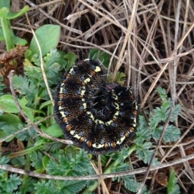 Apina callisto (Pasture Day Moth) at Franklin, ACT - 1 Aug 2020 by AndyRussell